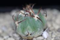 Echinocactus horizonthalonius PD 16.jpg